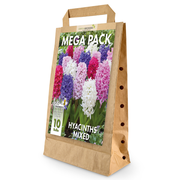 GreenBrokers Big Value Hyacinth Bulb Pack – 10 Mixed Premium Dutch Bulbs B1091