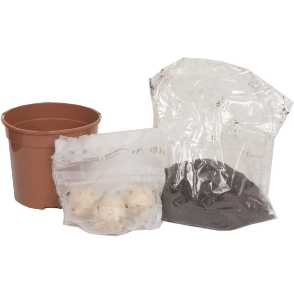 GreenBrokers Pink Hyacinth Gift Box – Jan Bos (3 Bulbs),  Pot & Compost B1380