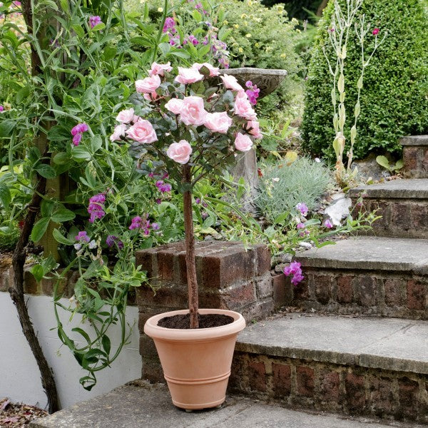 Artificial Soft Pink Rose Tree 25 Flowers 90cm/3ft - A1401