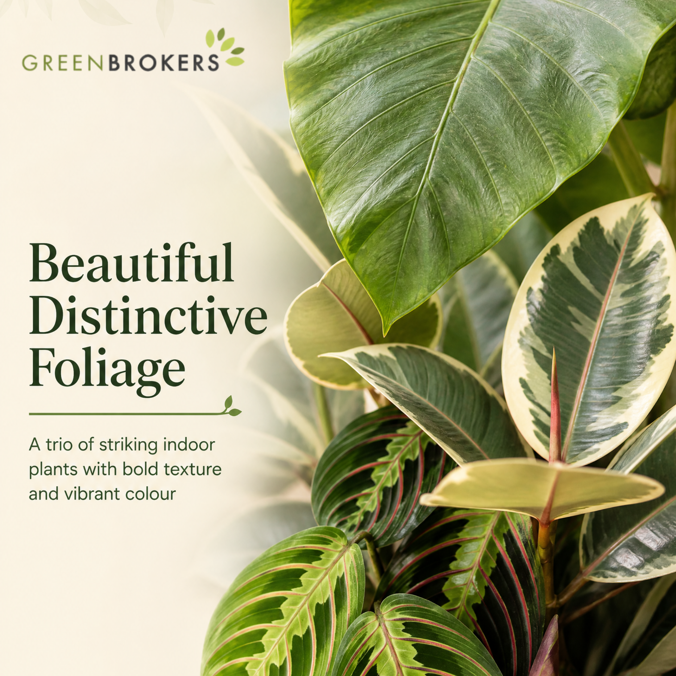 Statement Foliage 3 Plant Collection - Elephant Ear, Tineke & Prayer Plant – Mixed Houseplants Set in 1L Pots