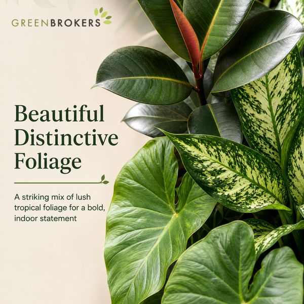 Tropical Jungle 3 Plant Collection - Ficus Robusta, Elephant Ear & Dumb Cane – Mixed Houseplants Set in 1L Pots