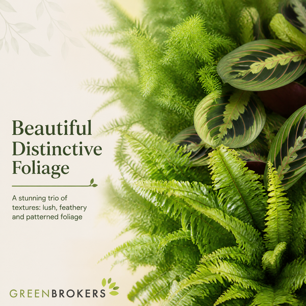 Texture 3 Plant Collection - Boston Fern, Asparagus Fern & Maranta – 3 Mixed Houseplants 1L Pots