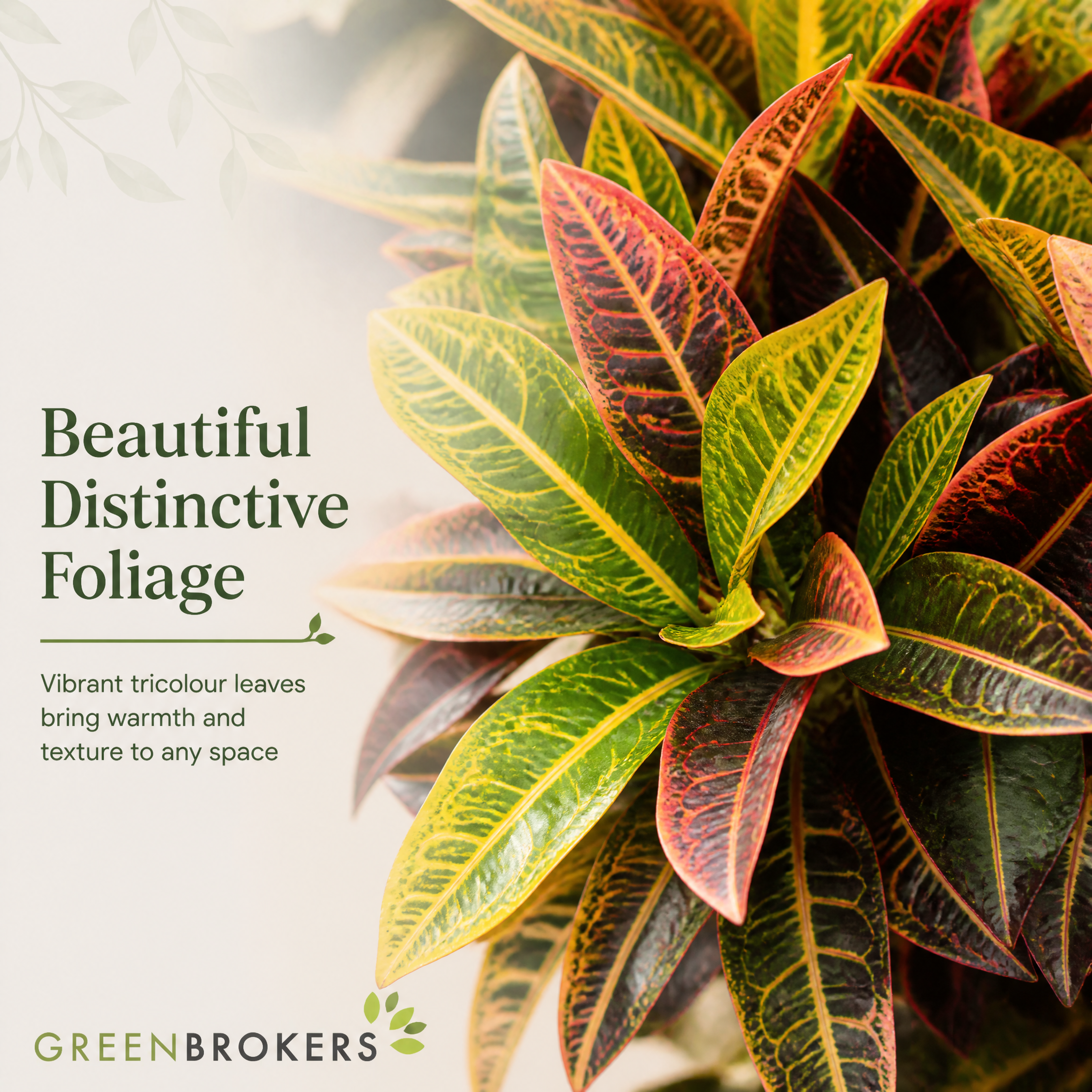 Colourful Foliage 3 Plant Collection - Croton Petra, Maranta & Ficus Belize – 3 Mixed Houseplants in 1L Pots