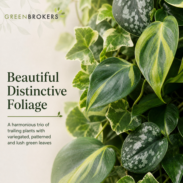 Trailing Jungle 3 Plant Collection - Ivy, Philodendron Brasil & Scindapsus – Mixed Houseplants Set in 1L Pots