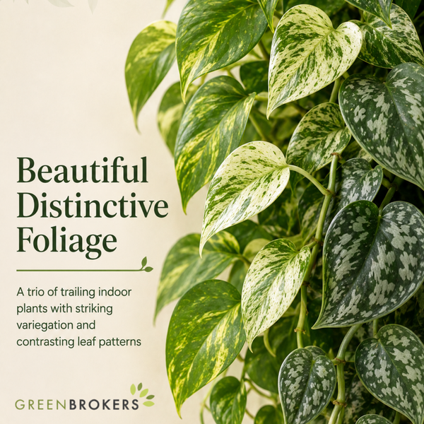 Trailing 3 Plant Collection - Pothos, Marble Queen & Scindapsus Trebie – Mixed Houseplants Set in 1L Pots