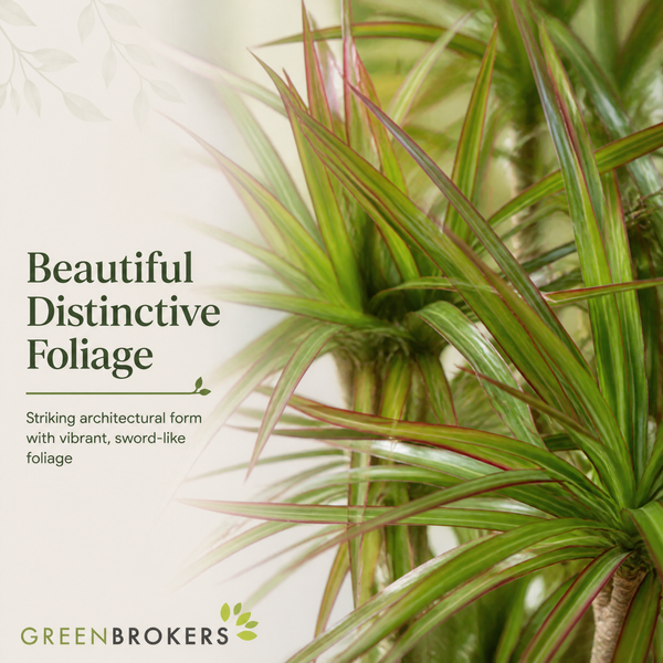 Architectural 3 Plant Collection - Dracaena, Ficus Robusta & Sansevieria – 3 Mixed Houseplants 1L Pots