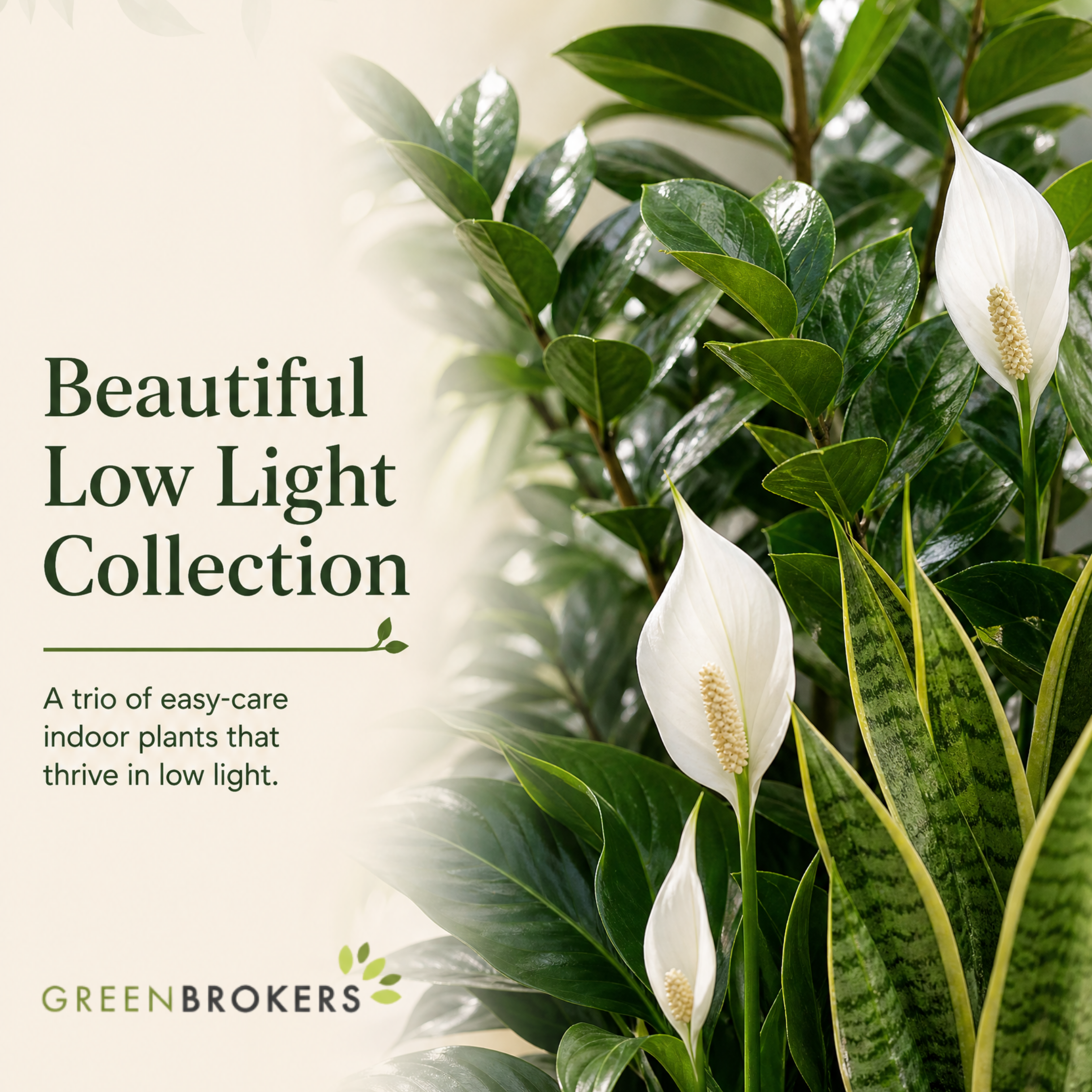 Low Light 3 Plant Collection - Snake Plant, Peace Lily & ZZ Plant – Mixed Houseplants Set in 1L Pots