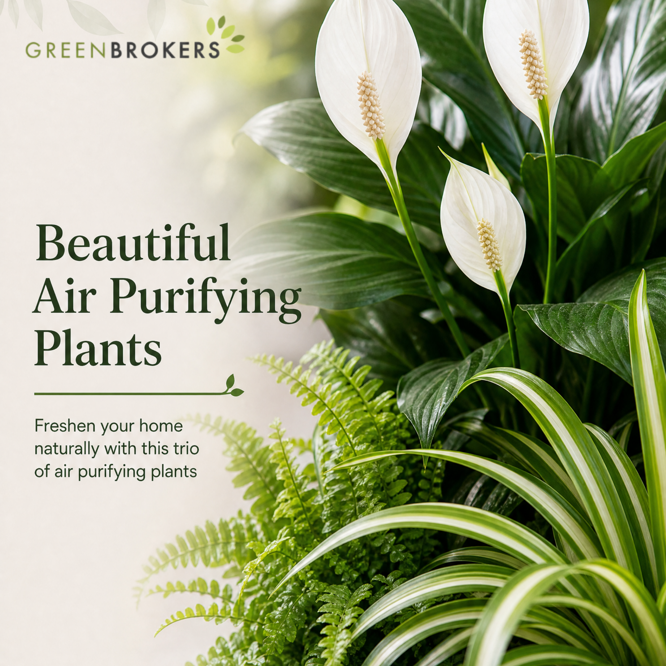 Air Purifying 3 Plant Collection - Peace Lily, Spider Plant & Boston Fern – Mixed Houseplants Set in 1L Pots