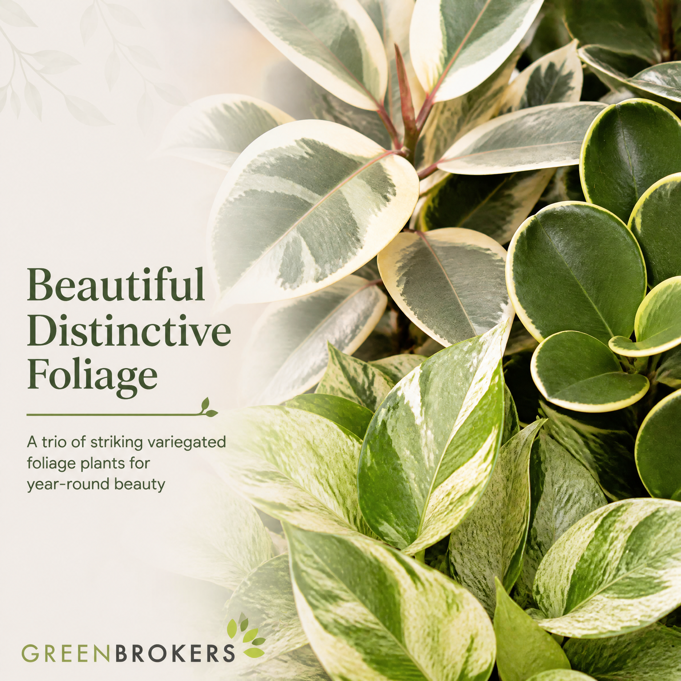 Variegated 3 Plant Collection - Ficus Tineke, Peperomia & Marble Queen – 3 Mixed Houseplants 1L Pots