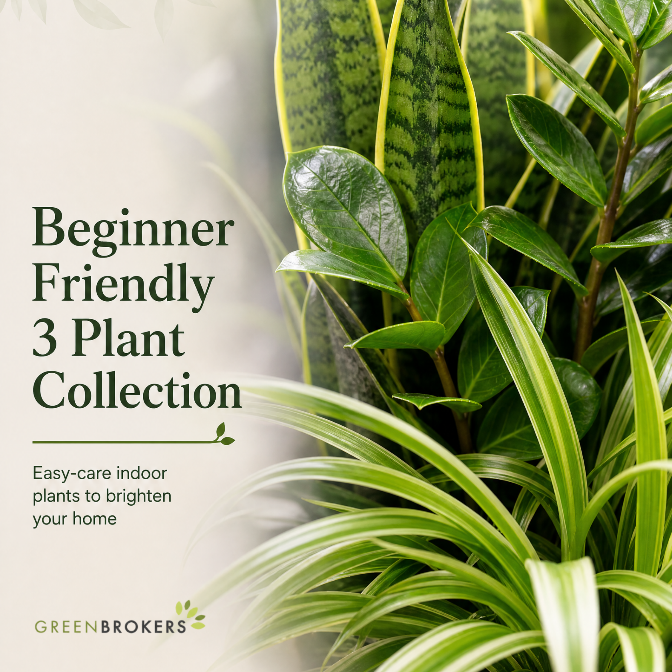 Beginner Friendly 3 Plant Collection - ZZ Plant, Snake Plant & Spider Plant – Mixed Houseplants Set in 1L Pots