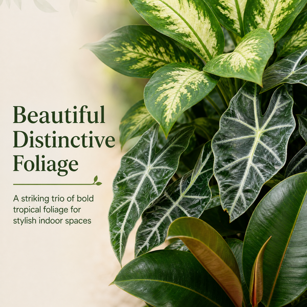 Bold Leaf 3 Plant Collection - Dieffenbachia, Alocasia Polly & Rubber Plant, 1L Pots