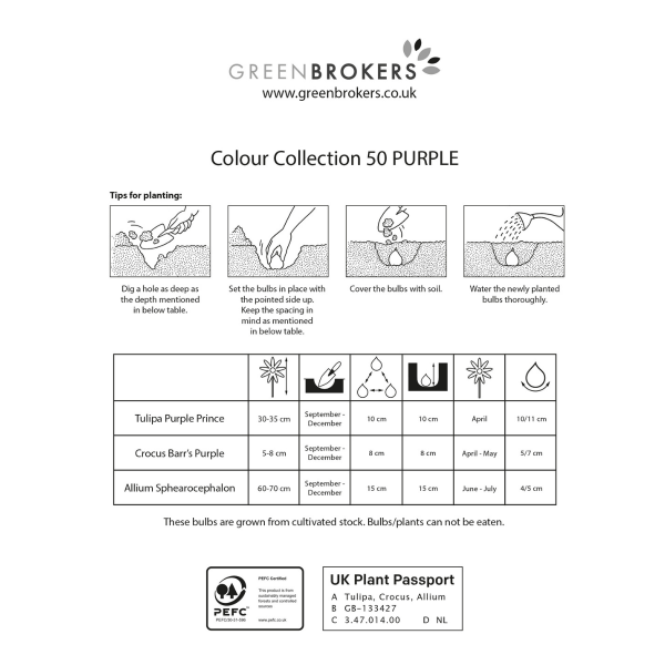 GreenBrokers Purple Colour Collection – 50 Dutch Bulbs, Bee-Friendly Mix B1215