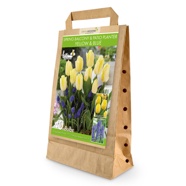 GreenBrokers Balcony and Patio Planter Bulb Mix – 40 Yellow & Blue Bulbs B1316