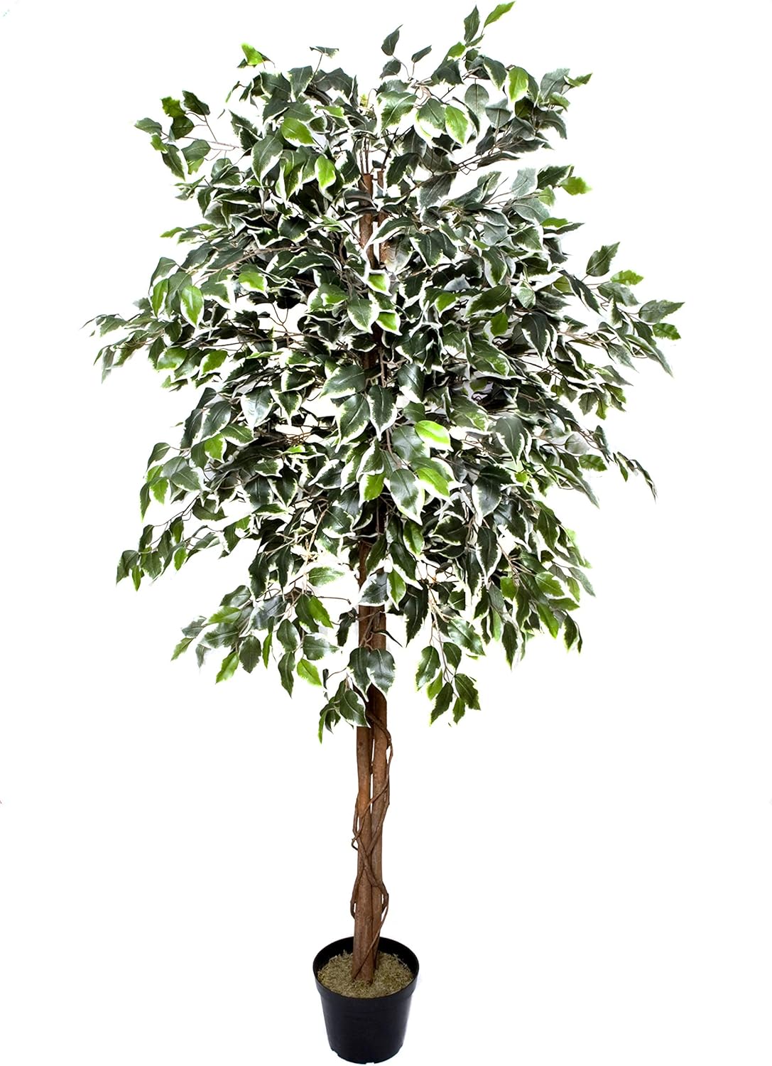 Variegated Ficus Tree in Black Pot 180cm/6ft - A1272