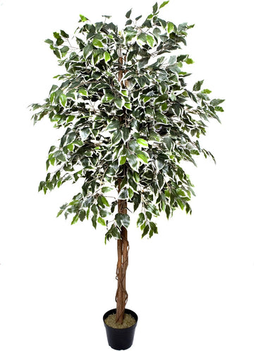 Variegated Ficus Tree in Black Pot 180cm/6ft - A1272