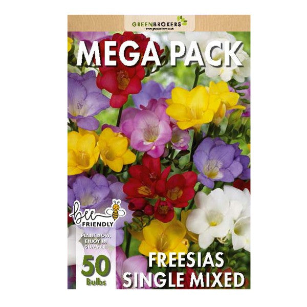 Big Buy MEGA Summer Pack Freesia Mixed Colours (50 Bulbs) - B1304