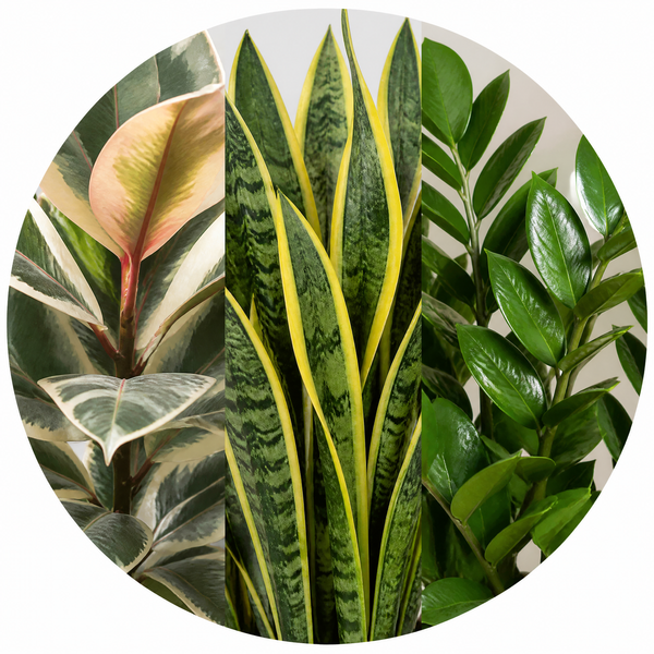 Modern Minimalist 3 Plant Collection - Ficus Tineke, Snake Plant & ZZ Plant, 1L Pots