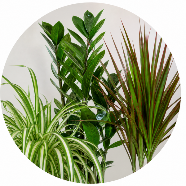 Easy Care 3 Plant Collection - Spider Plant, ZZ Plant & Dracaena Marginata, 1L Pots
