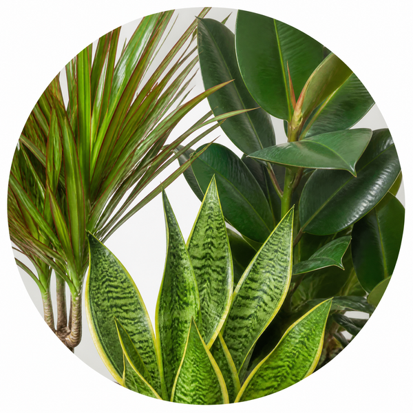 Architectural 3 Plant Collection - Dracaena, Ficus Robusta & Sansevieria – 3 Mixed Houseplants 1L Pots