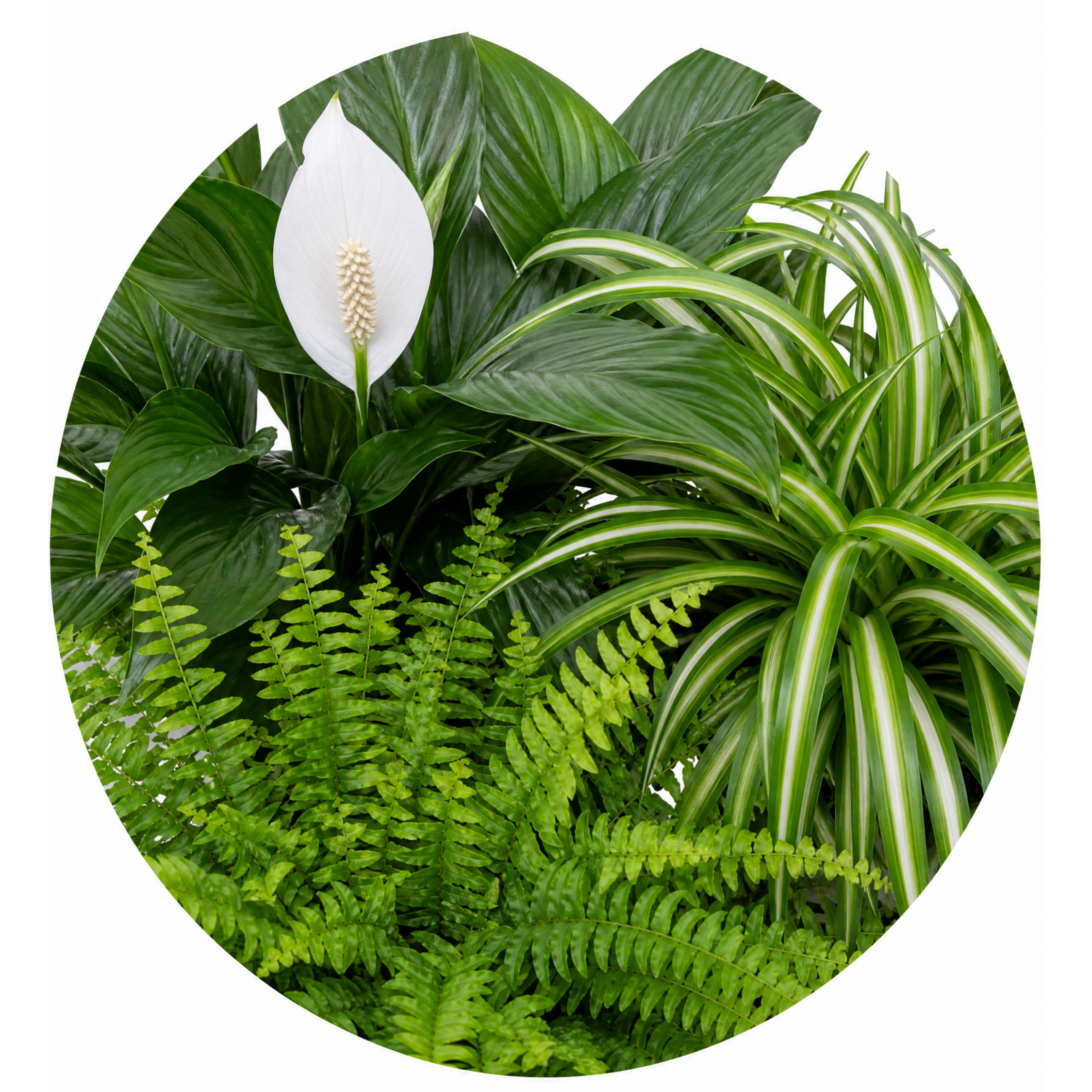 Air Purifying 3 Plant Collection - Peace Lily, Spider Plant & Boston Fern – Mixed Houseplants Set in 1L Pots