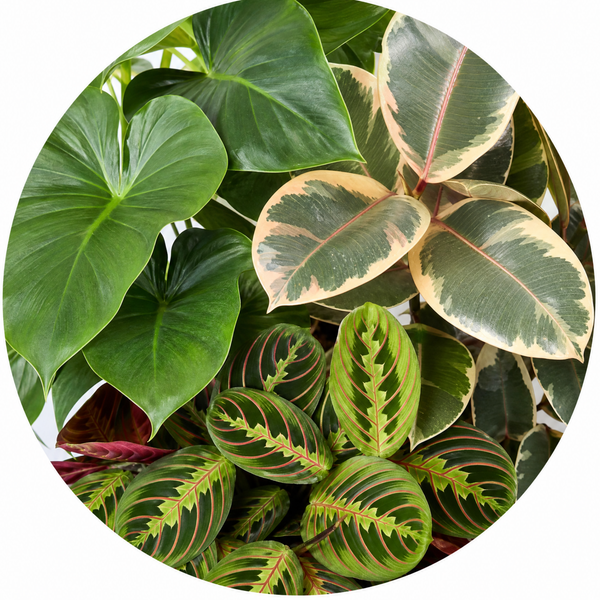 Statement Foliage 3 Plant Collection - Elephant Ear, Tineke & Prayer Plant – Mixed Houseplants Set in 1L Pots