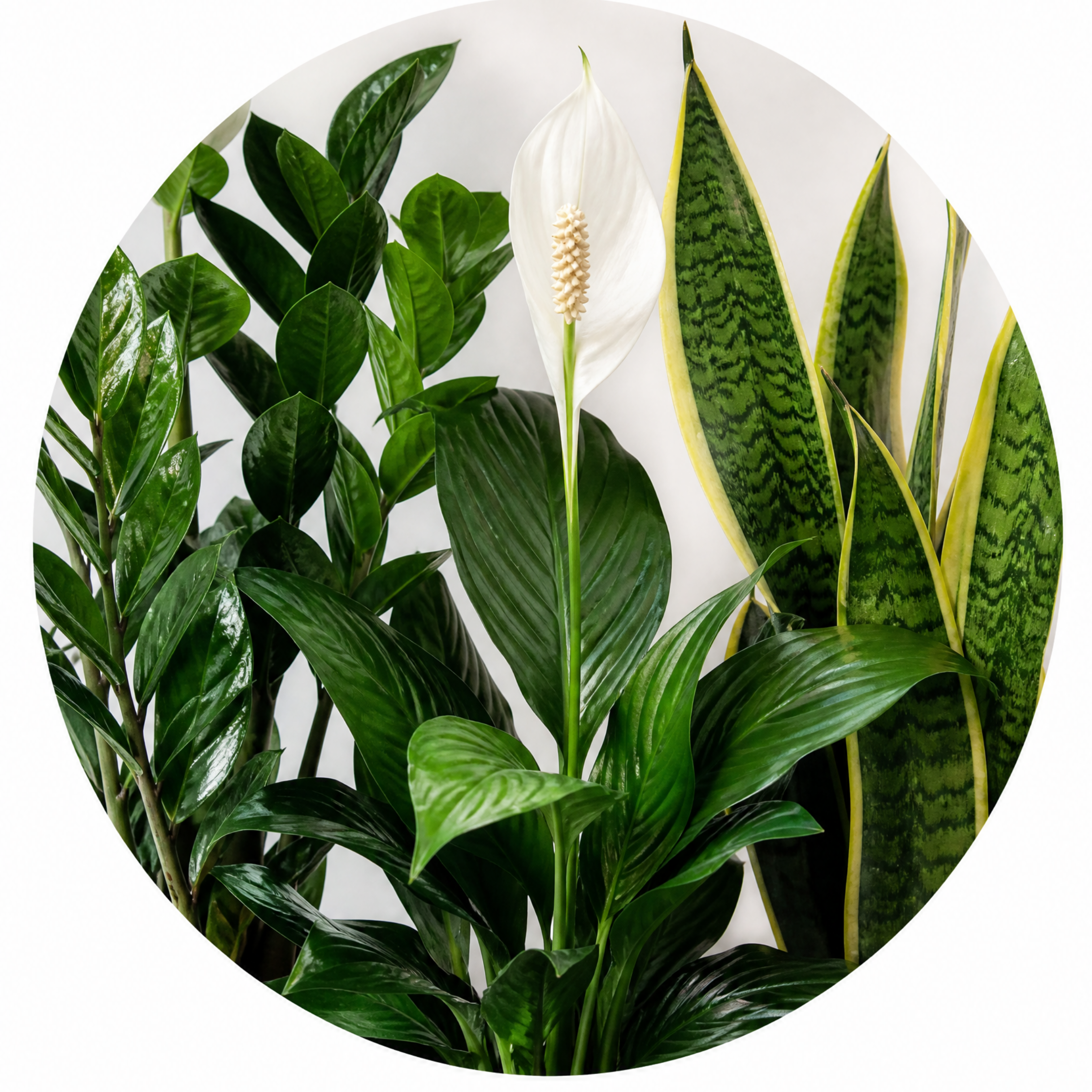 Low Light 3 Plant Collection - Snake Plant, Peace Lily & ZZ Plant – Mixed Houseplants Set in 1L Pots