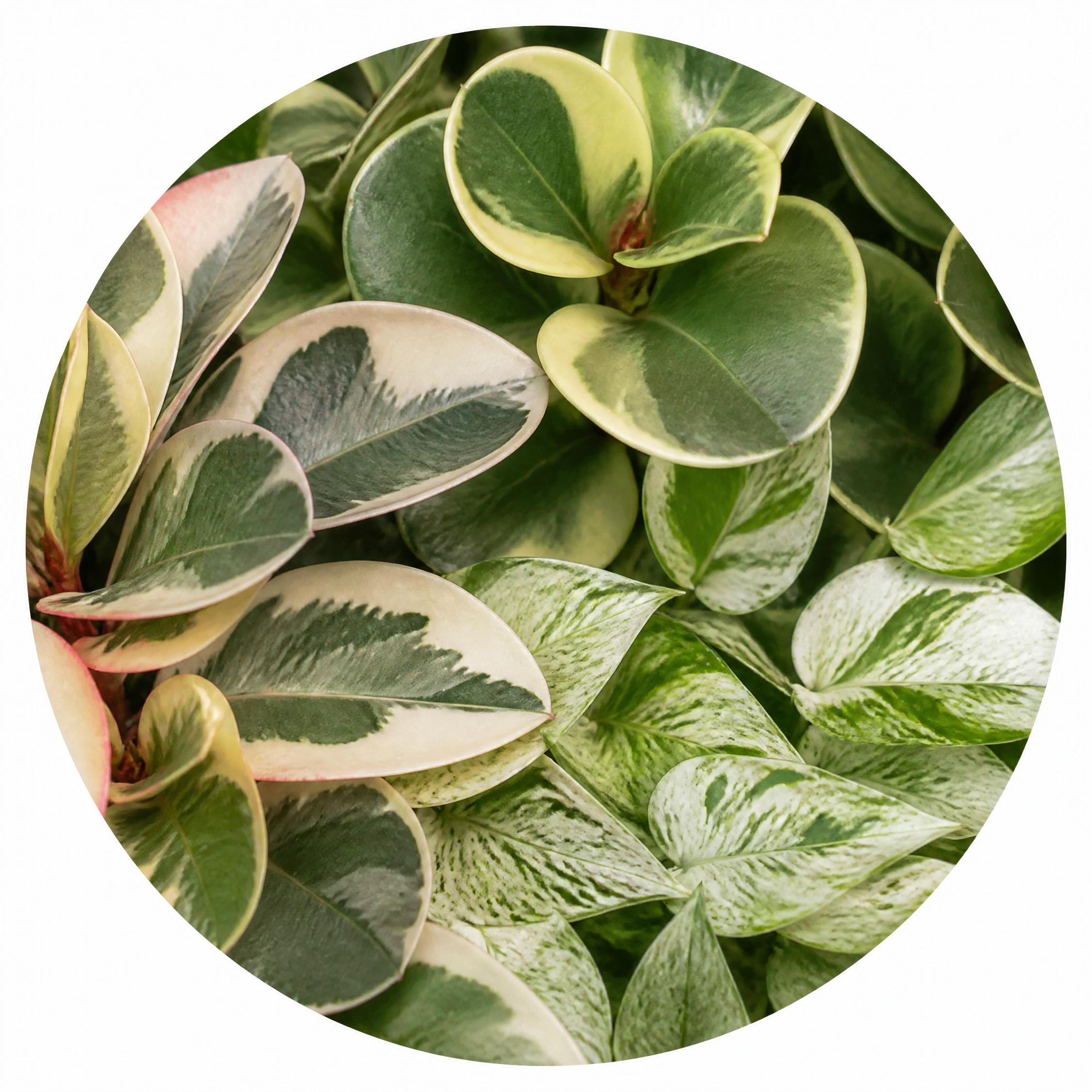 Variegated 3 Plant Collection - Ficus Tineke, Peperomia & Marble Queen – 3 Mixed Houseplants 1L Pots