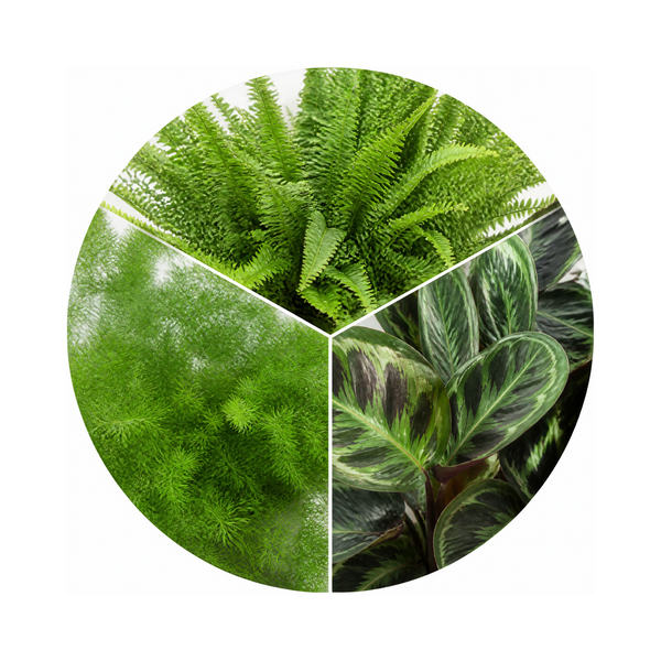 Texture 3 Plant Collection - Boston Fern, Asparagus Fern & Maranta – 3 Mixed Houseplants 1L Pots