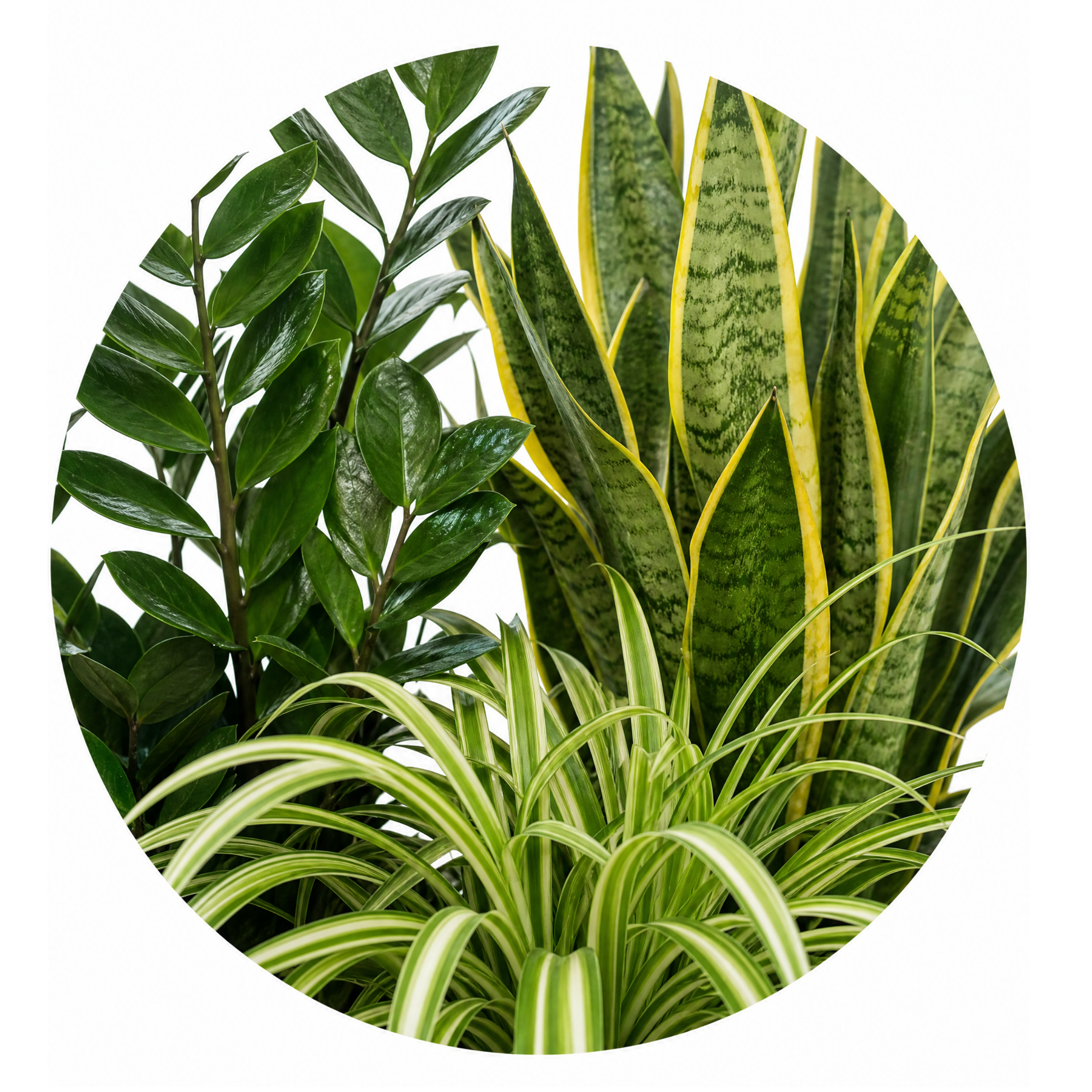 Beginner Friendly 3 Plant Collection - ZZ Plant, Snake Plant & Spider Plant – Mixed Houseplants Set in 1L Pots