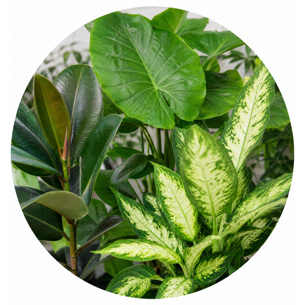 Tropical Jungle 3 Plant Collection - Ficus Robusta, Elephant Ear & Dumb Cane – Mixed Houseplants Set in 1L Pots