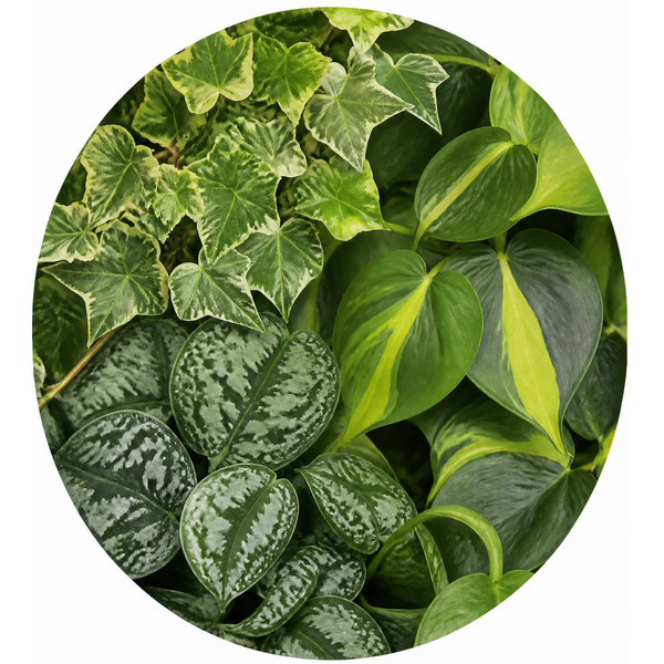 Trailing Jungle 3 Plant Collection - Ivy, Philodendron Brasil & Scindapsus – Mixed Houseplants Set in 1L Pots