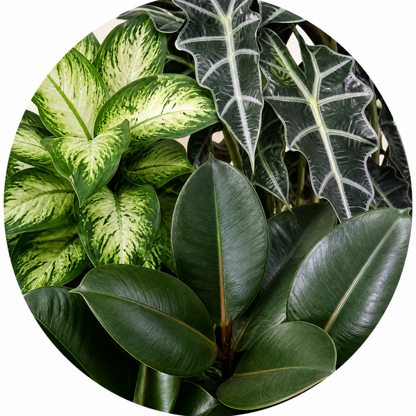 Bold Leaf 3 Plant Collection - Dieffenbachia, Alocasia Polly & Rubber Plant, 1L Pots