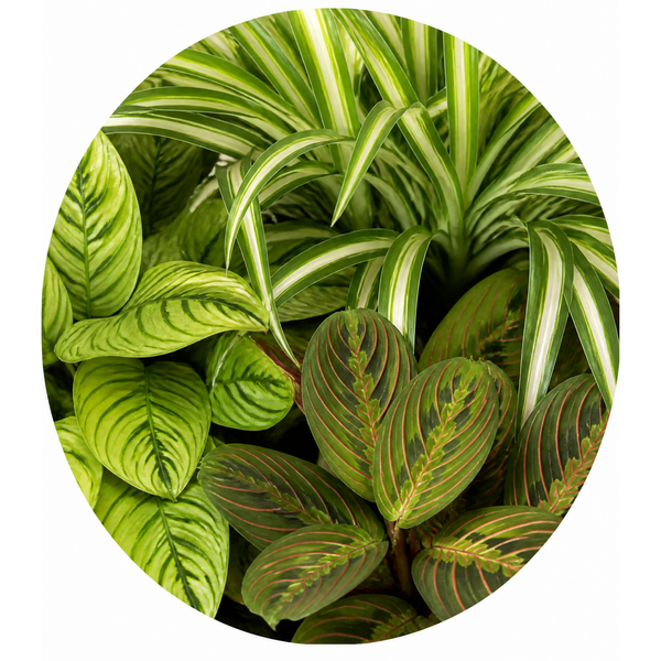 Pet Friendly 3 Plant Collection - Spider Plant, Lemon Lime & Fascinator, 1L Pots