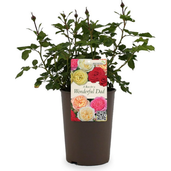 Beautiful Gift Rose - “A Rose for a Wonderful Dad” - Gift Wrapped - 3L Potted - Five Colour Choices 