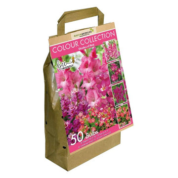 Pink Colour Collection Summer Flowering Bulbs (50 Bulbs) - B1309