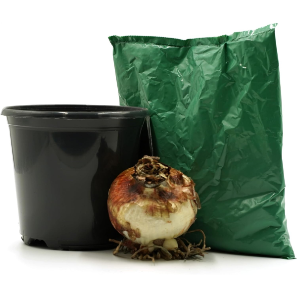 GreenBrokers White Amaryllis Gift Kit – Bulb, Pot & Compost B1224