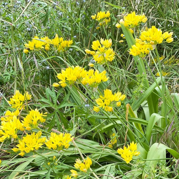 Yellow Colour Collection Summer Flowering Bulbs (50 Bulbs) - B1310