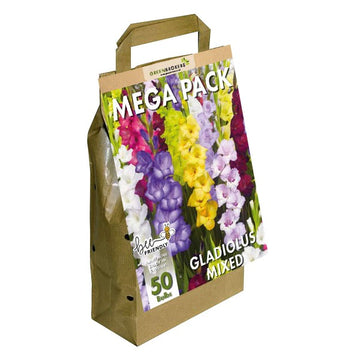 Big Buy MEGA Summer Pack Gladioli Mixed Colours (50 Bulbs) - B1303