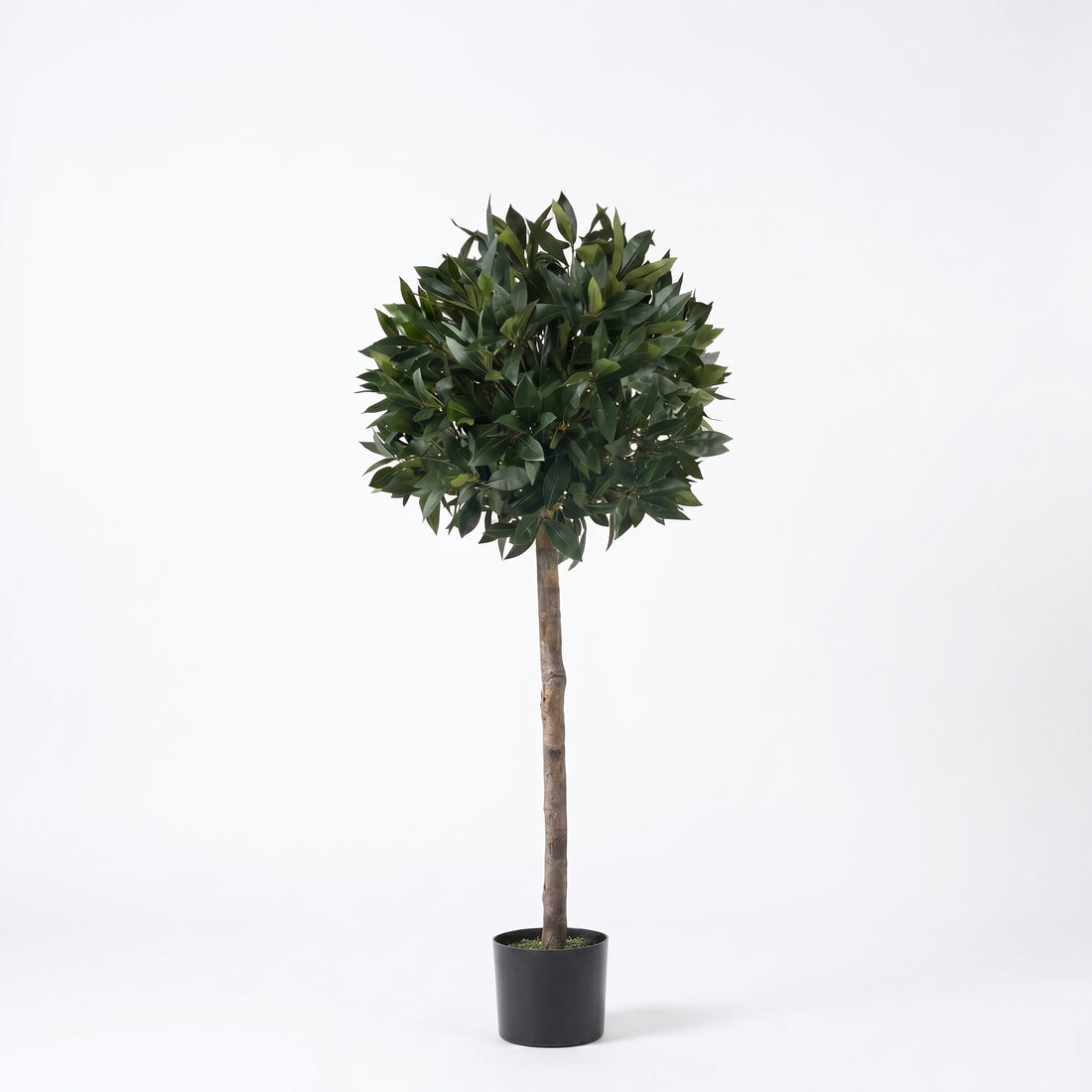 Bay Trees (Set of 2) 4ft/124 cm - With Real Wood Trunk, Natural Leaf and Brown Berries - A1002