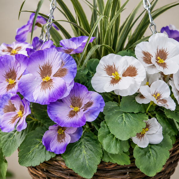 Purple & White Pansy Round Rattan Hanging Baskets (Set of 2) 25cm - A1013
