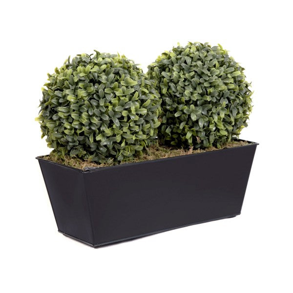 Topiary Double Ball Aglaia Boxwood in Black Slanted Tin Window Box 35cm/14in - A1020