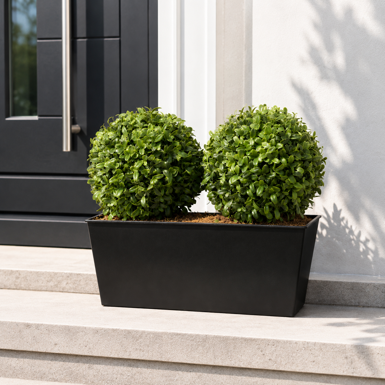 Topiary Double Ball Aglaia Boxwood in Black Slanted Tin Window Box 35cm/14in - A1020