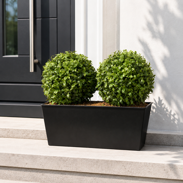Topiary Double Ball Aglaia Boxwood in Black Slanted Tin Window Box 35cm/14in - A1020