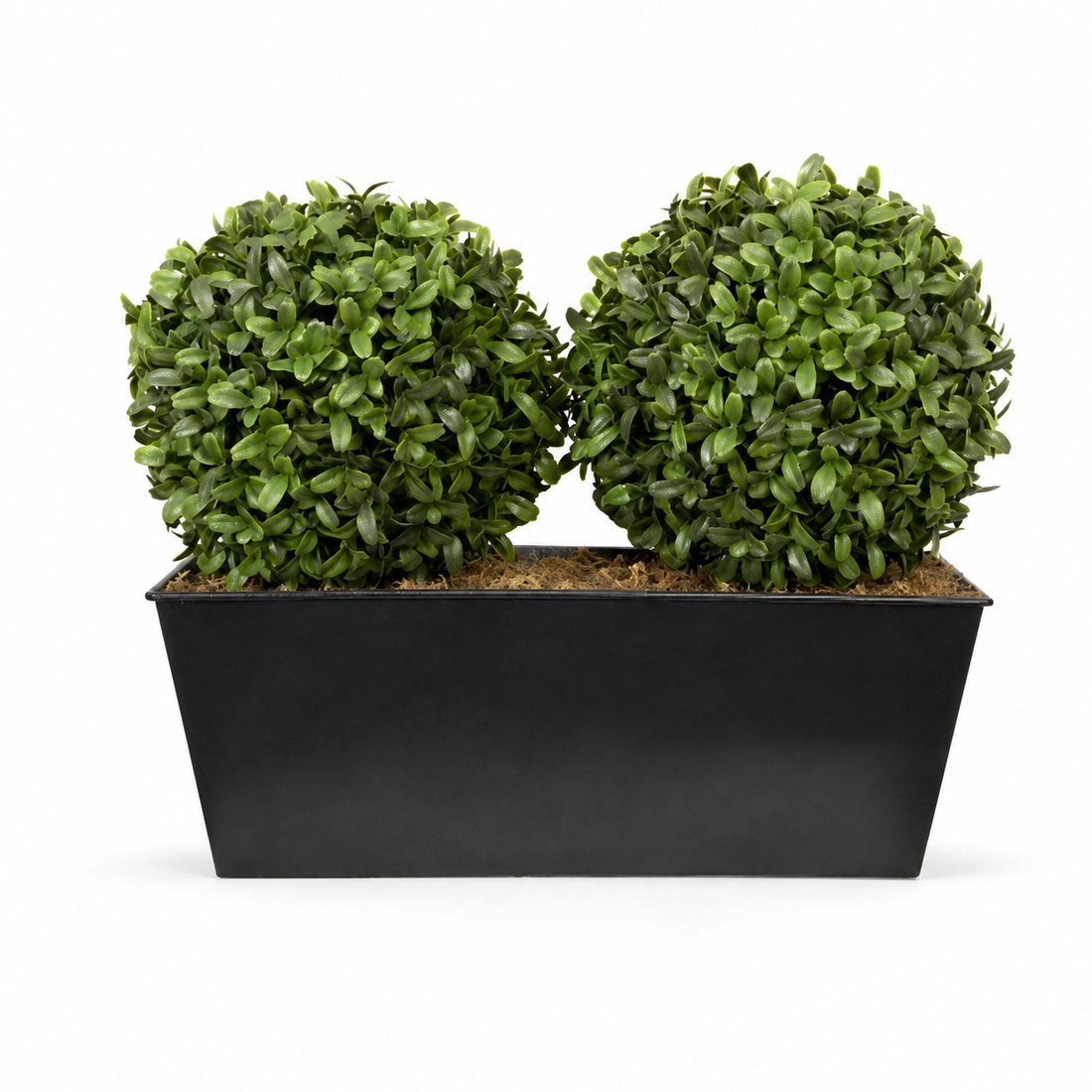 Topiary Double Ball Aglaia Boxwood in Black Slanted Tin Window Box 35cm/14in - A1020