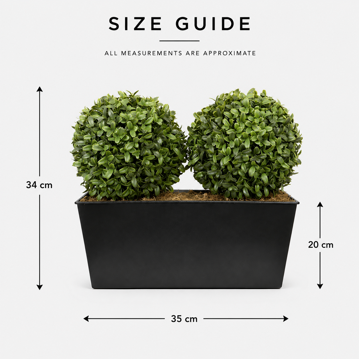 Topiary Double Ball Aglaia Boxwood in Black Slanted Tin Window Box 35cm/14in - A1020