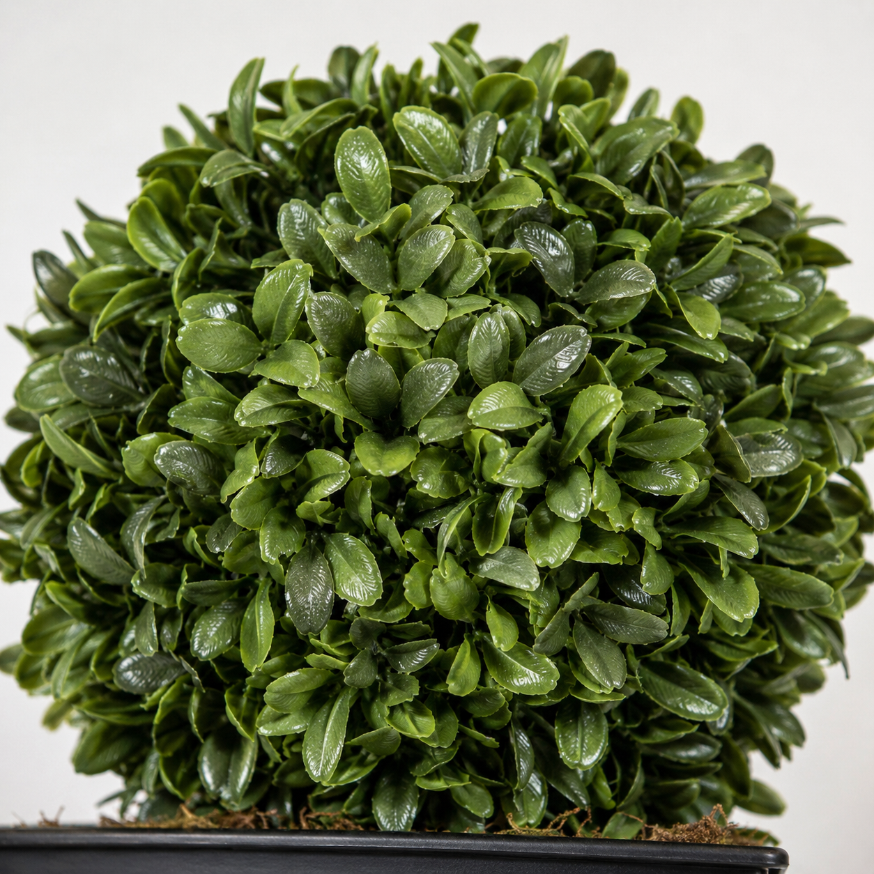 Topiary Double Ball Aglaia Boxwood in Black Slanted Tin Window Box 35cm/14in - A1020