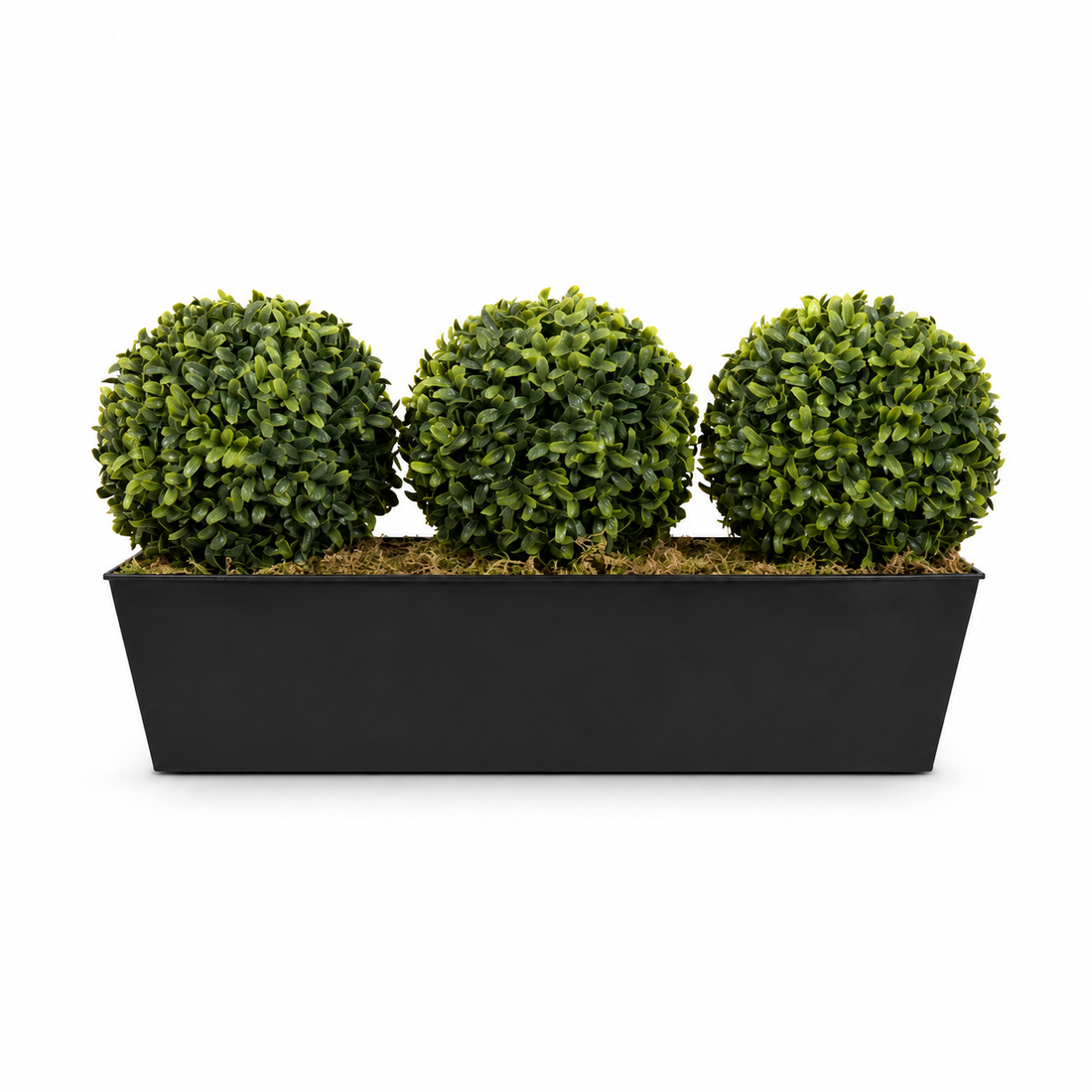 Topiary Triple Ball Aglaia Boxwood in Black Slanted Tin Window Box 54cm/21in - A1022