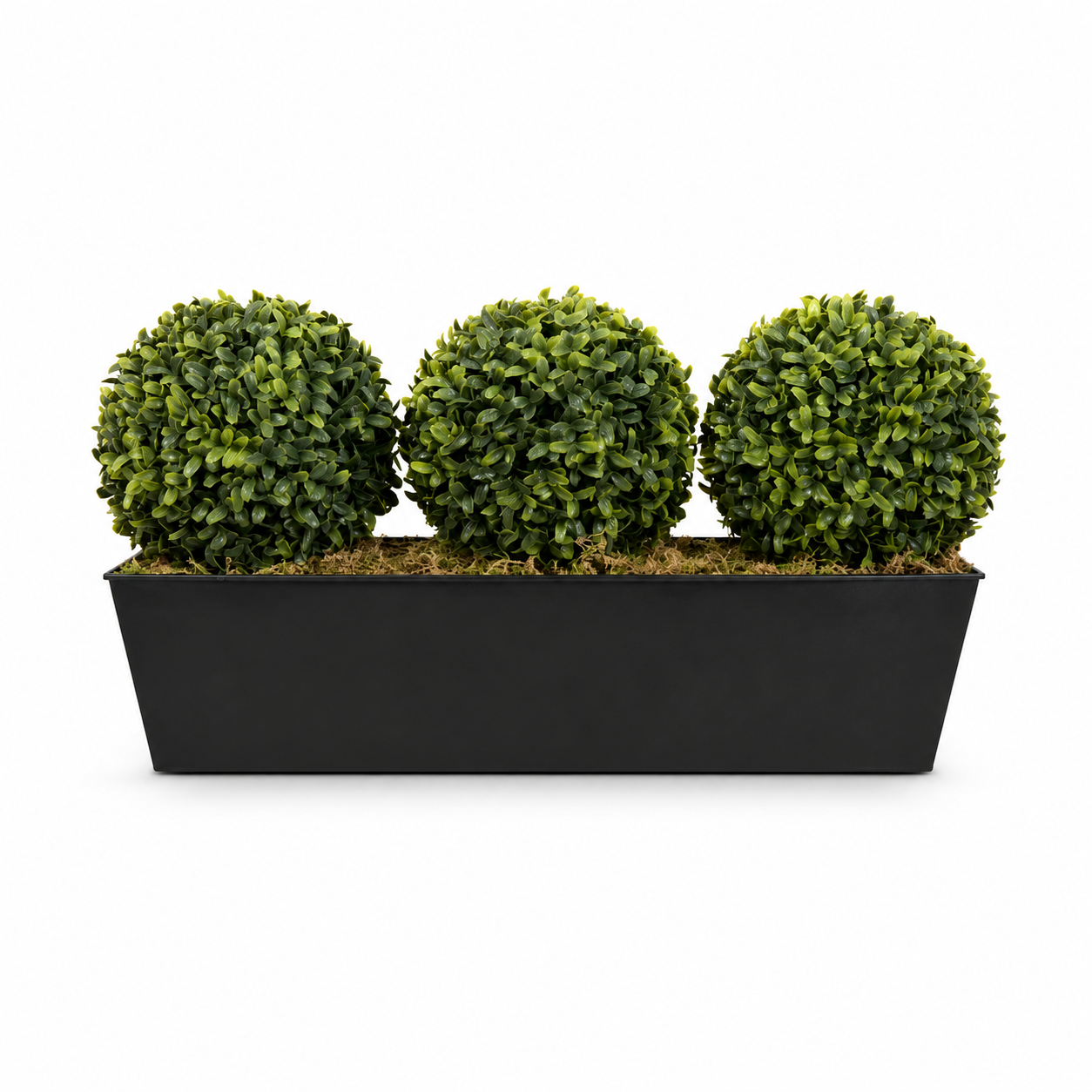 Topiary Triple Ball Aglaia Boxwood in Black Slanted Tin Window Box 54cm/21in - A1022