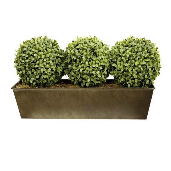 Topiary Triple Ball Aglaia Boxwood in Rustic Slanted Tin Window Box 54cm/21in - A1026
