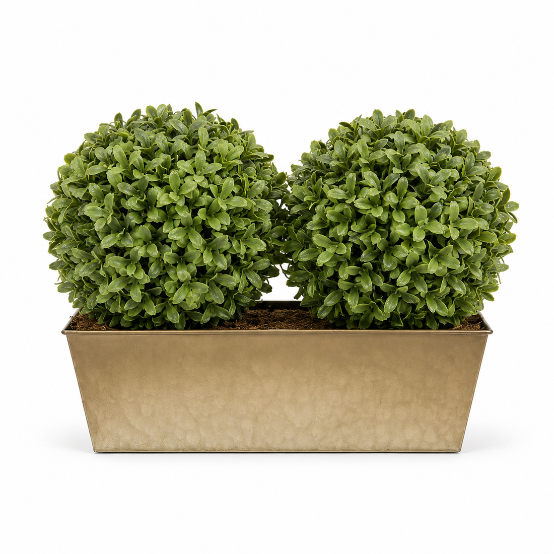 Topiary Double Ball Aglaia Boxwood in Rustic Slanted Tin Window Box 35cm/14in - A1029